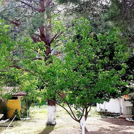 بيت ضيافة Papatya Bungalow